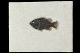 Fossil Fish (Cockerellites) - Wyoming #158573-1